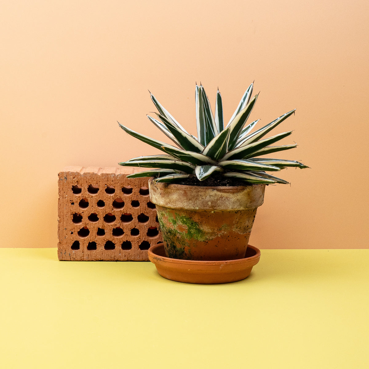 Agave Victoriae Reginae White Rhino – kontrastreiche weiße Musterung