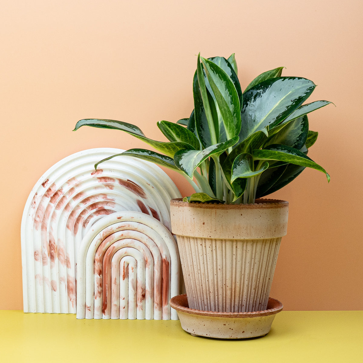 Aglaonema Silver Blue im Detail