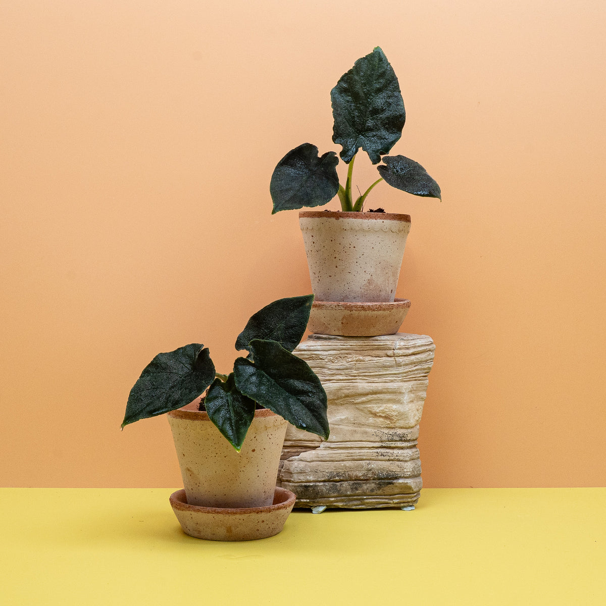 Alocasia Antoro Velvet als dunkelblättrige Zimmerpflanze – potflourri