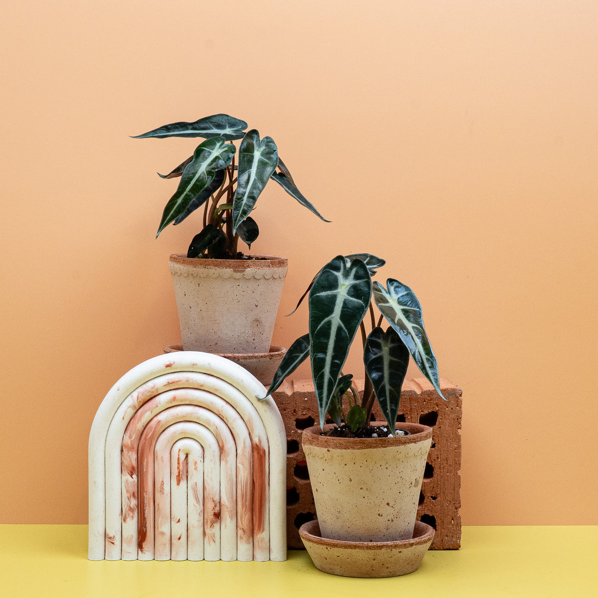 Alocasia Bambino – kleine Zimmerpflanze für Regal und Fensterbank – potflourri