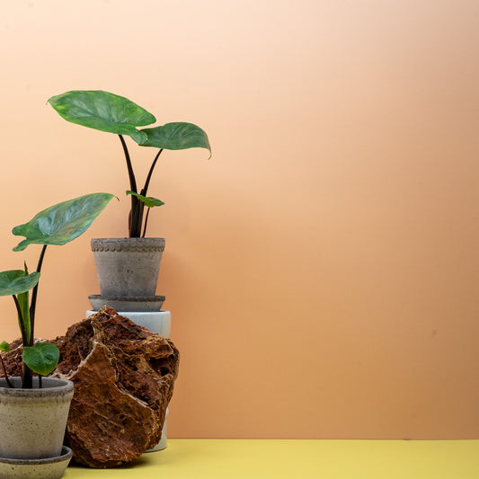 Alocasia Dark Star, dunkle Blattstiele – potflourri