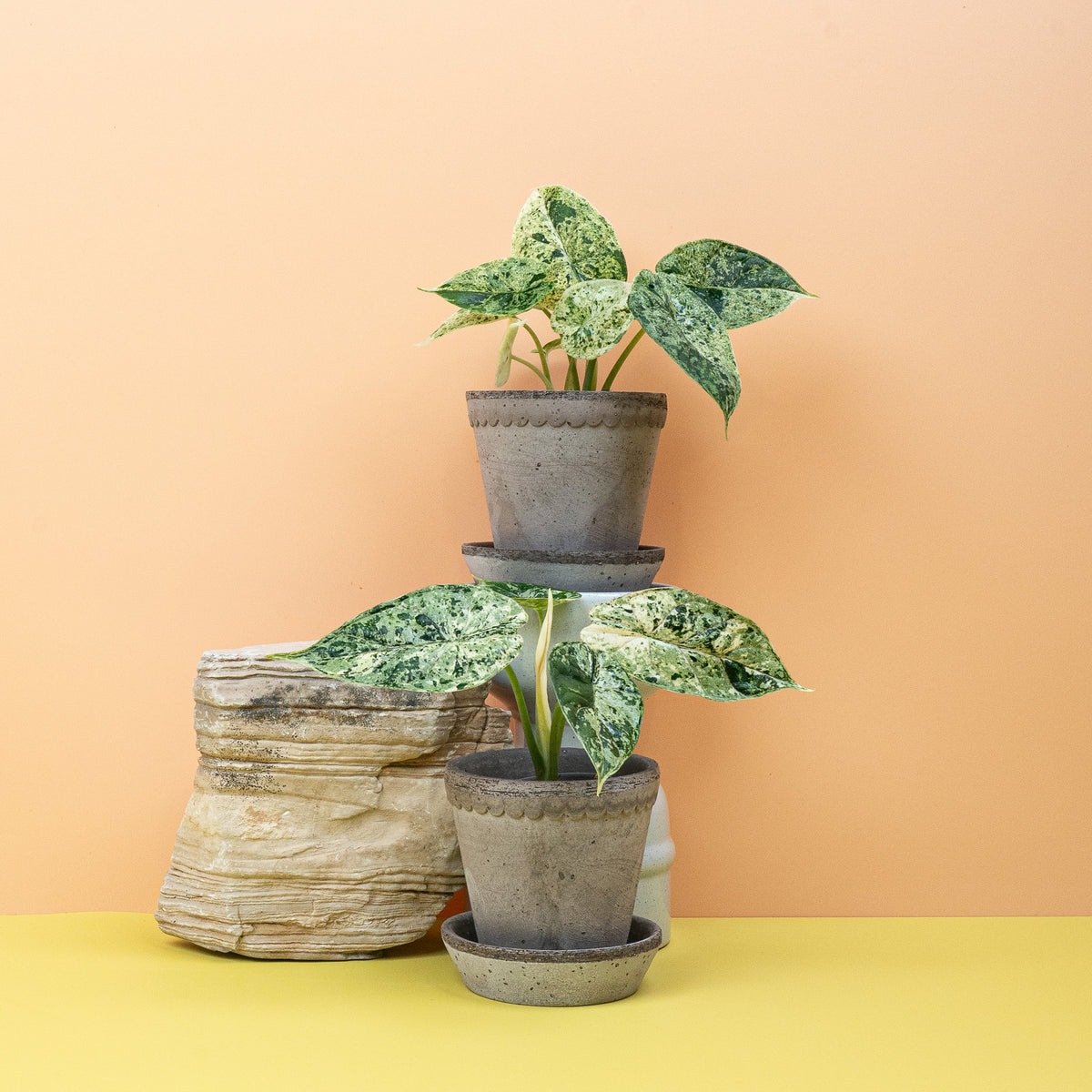 Alocasia Dragon Scale Variegata Mint als exklusive Sammlerpflanze