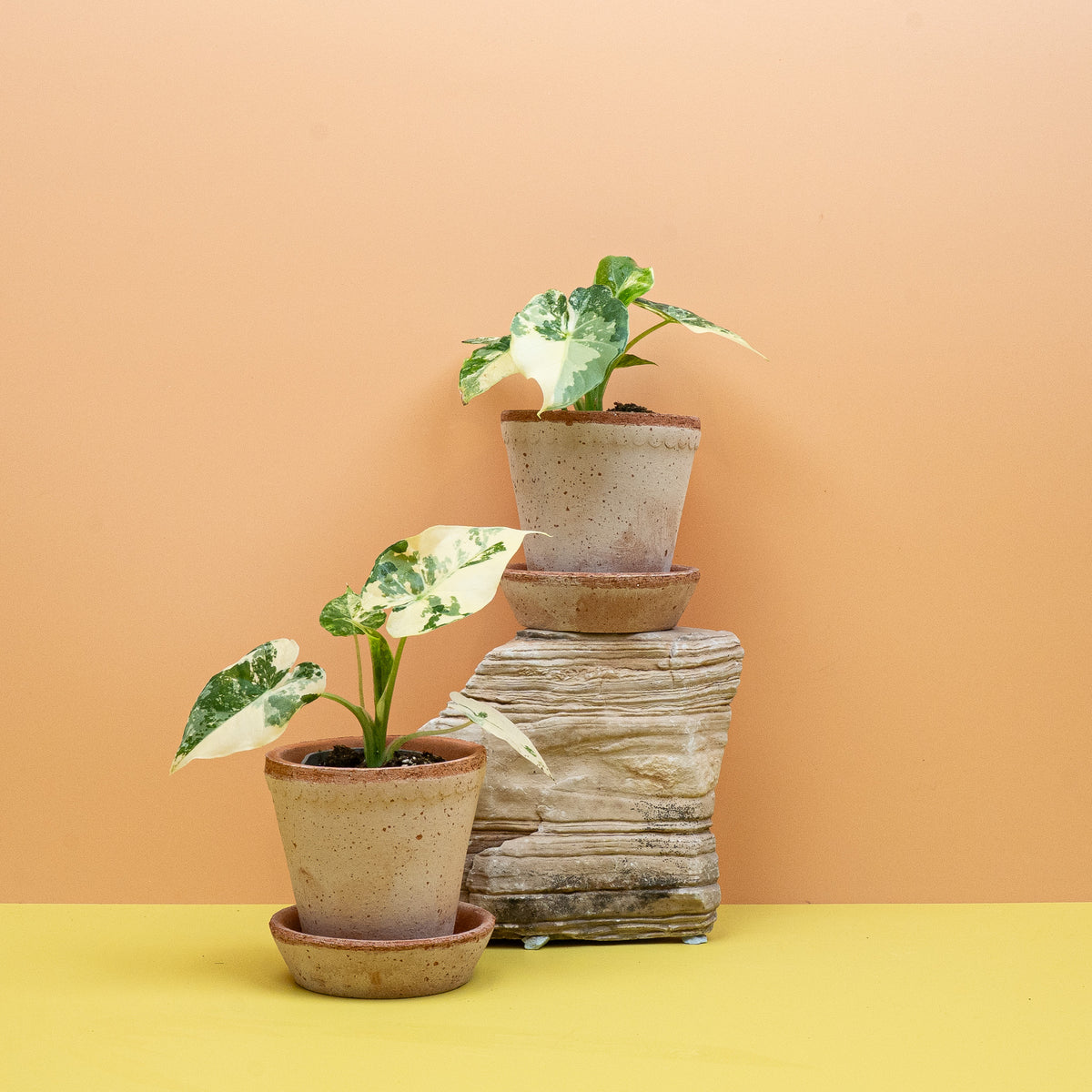 Alocasia Gageana Variegata Albo als exklusive Sammlerpflanze