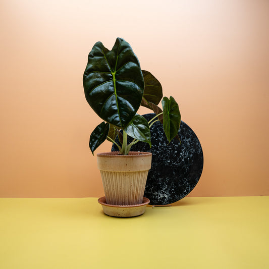 Alocasia Golden Bone mit goldgelben Blattadern – potflourri