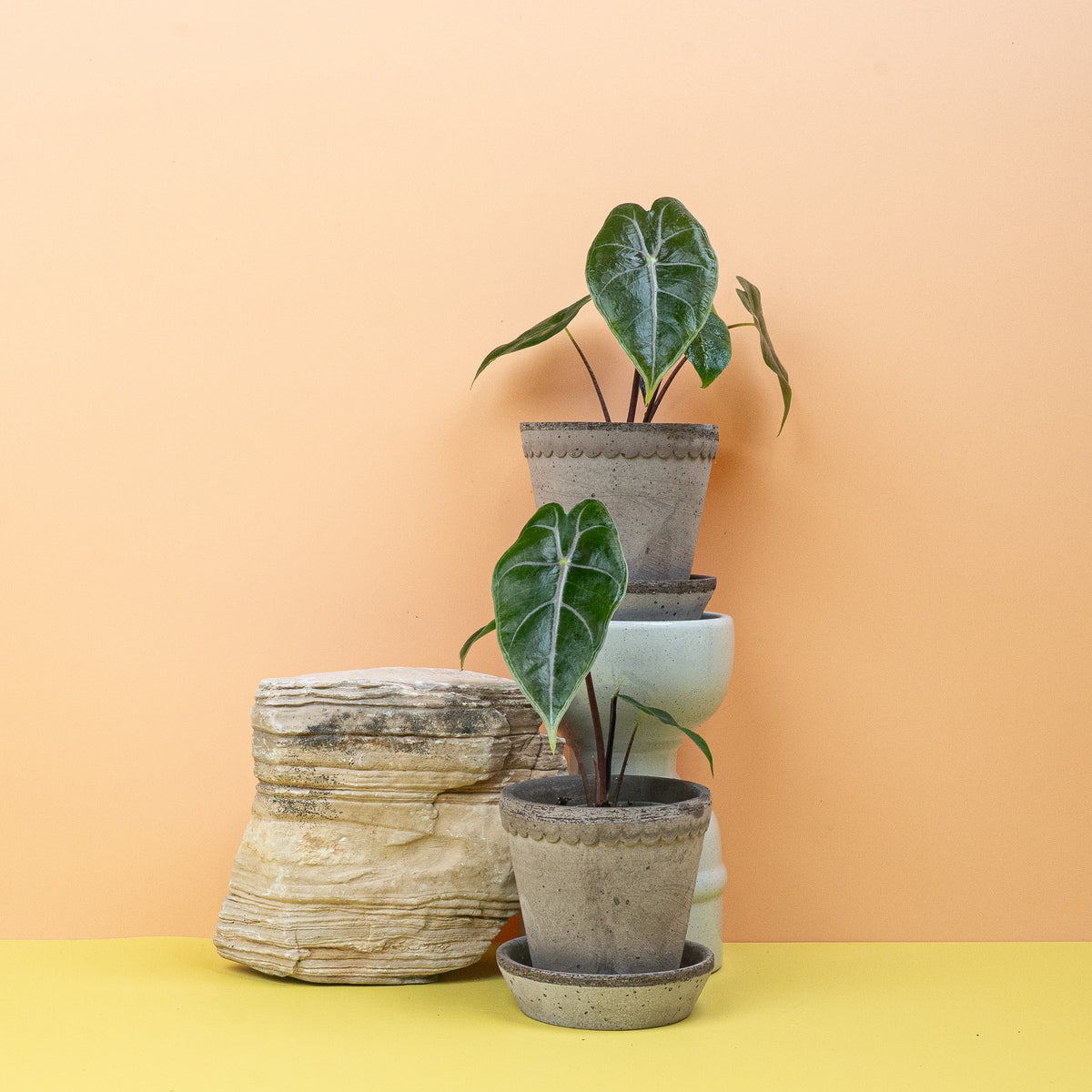 Alocasia Longiloba – Ansicht 10: Gesamtbild