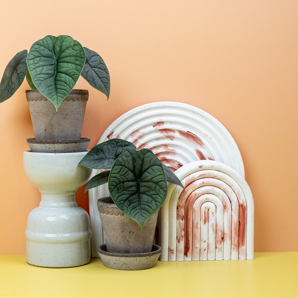 Alocasia Melo als skulpturale Zimmerpflanze – potflourri
