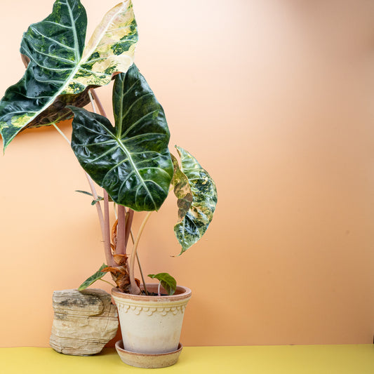 Alocasia Nairobi Nights Variegata, dunkle Blätter mit heller Variegation – potflourri