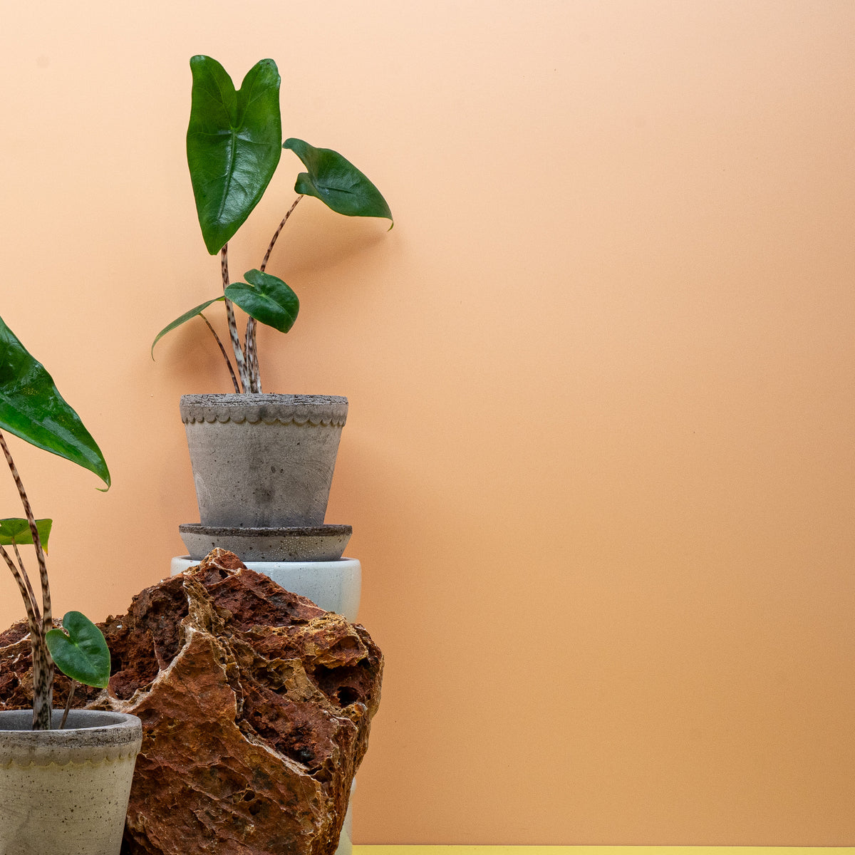 Alocasia Zebrina aus dem Sortiment von potflourri, tropische Zimmerpflanze