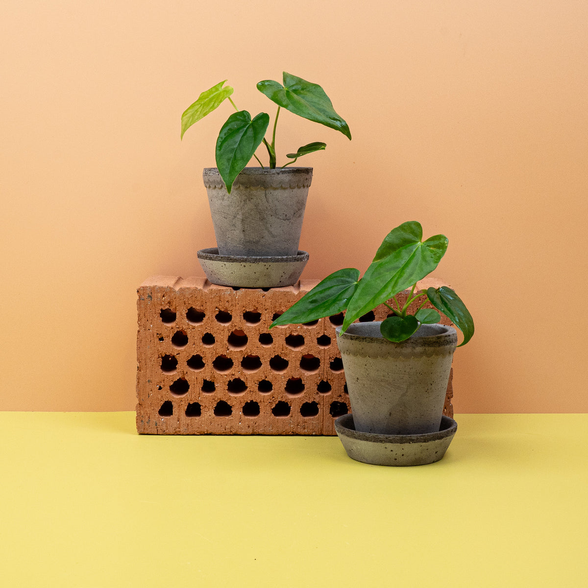 Anthurium Balaoanum, Nahaufnahme – Ansicht 10