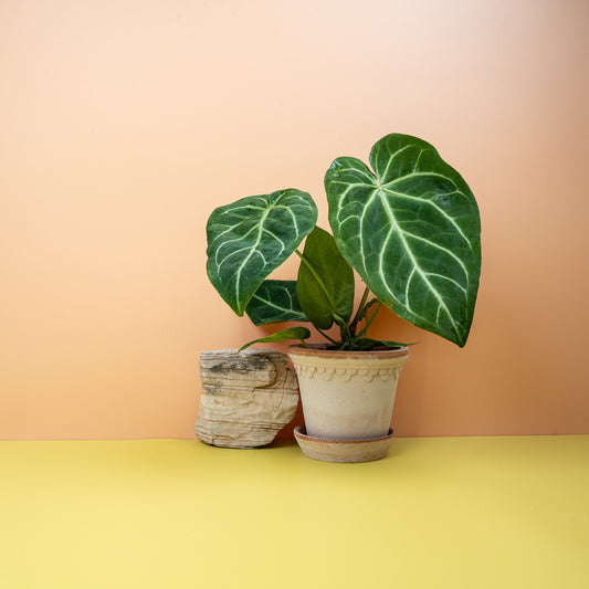 Anthurium Magnificum, samtige Herzblätter mit hellen Adern – potflourri