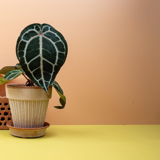 Anthurium Pink Blush mit pink schimmernden Blattadern – potflourri
