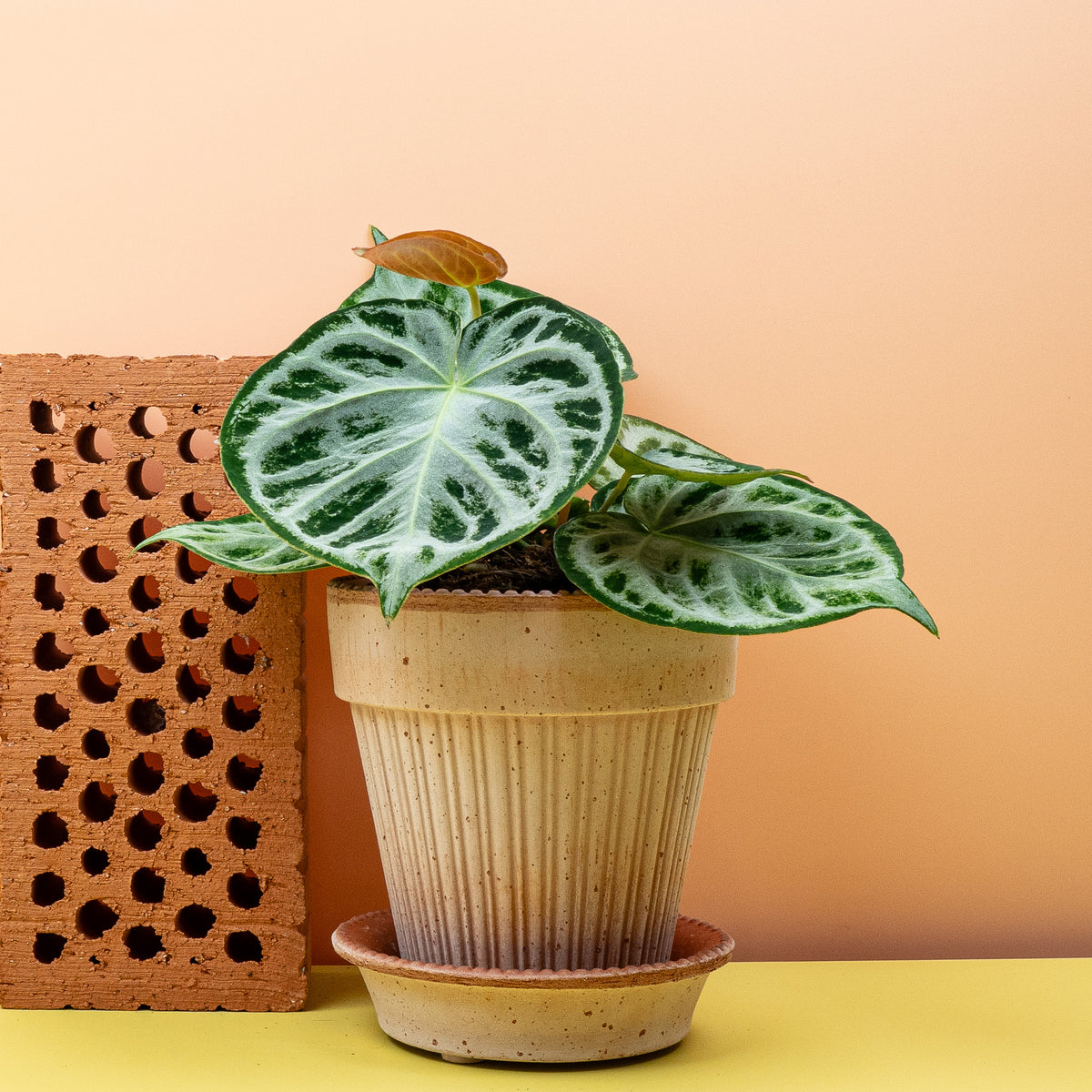 Anthurium Silver Blush – samtiges Blatt mit hellem Adernetz – potflourri