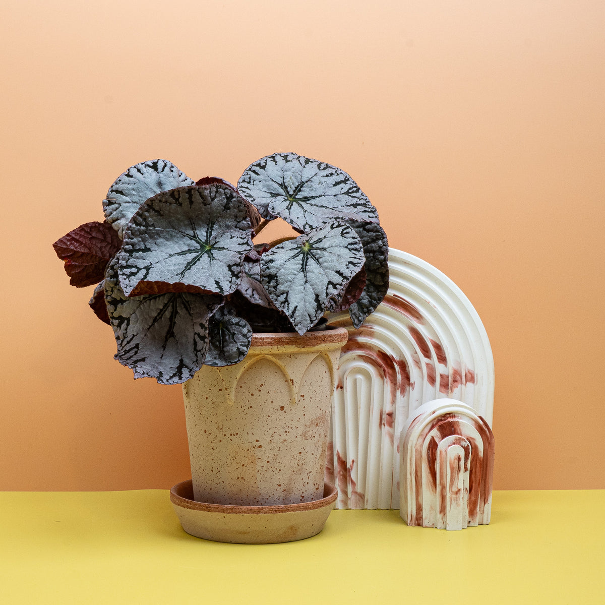 Begonia Rex Silver Lace als kühles, modernes Statement