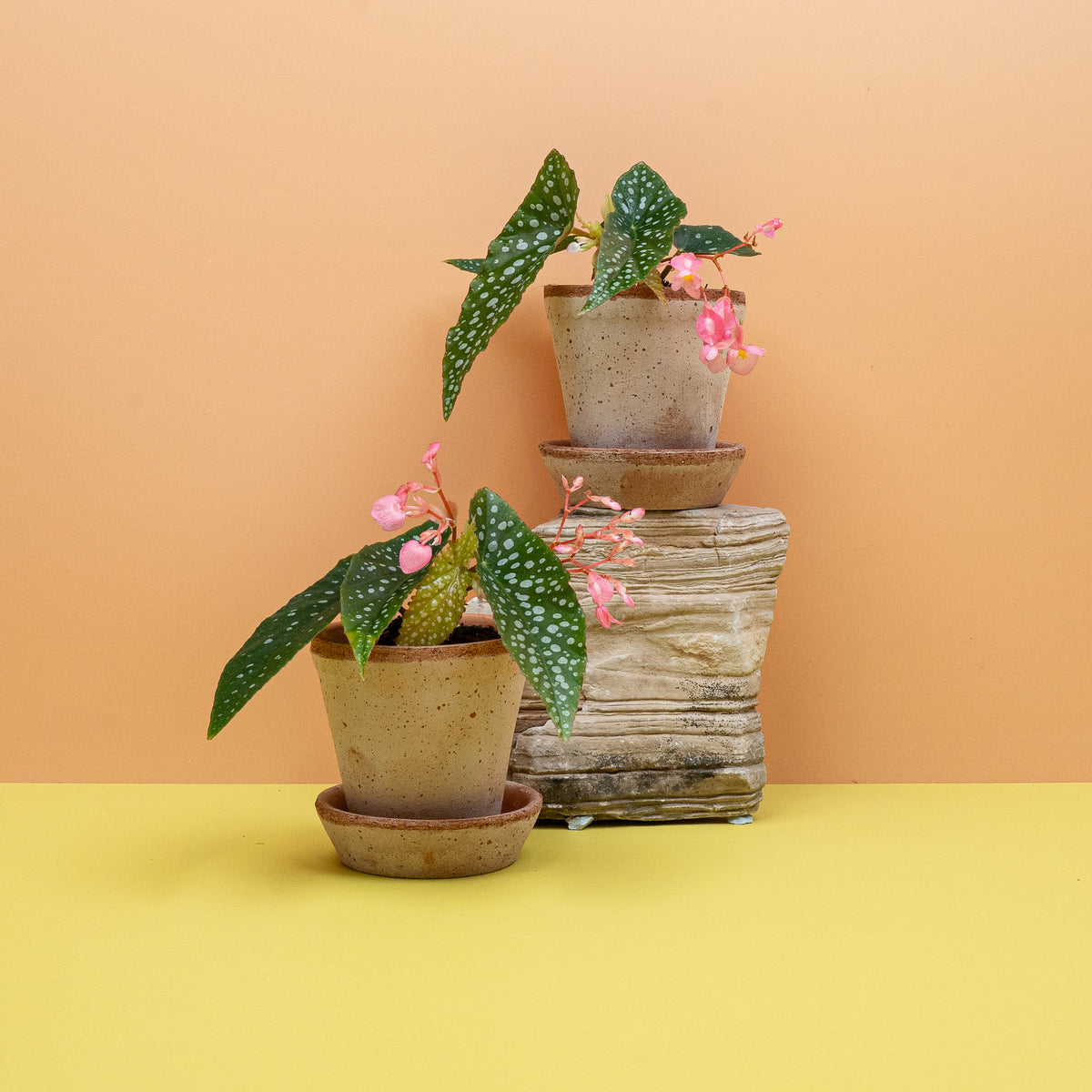 Begonia Wings Maculata Silverspot – Ansicht 10: Gesamtbild