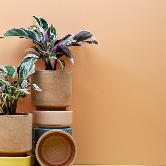 Calathea White Fusion – Zimmerpflanze mit Weiß-Grün-Pink-Blättern – potflourri