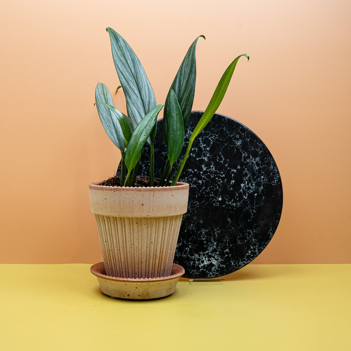 Epipremnum Amplissimum Silver für stilvolle Wohnräume
