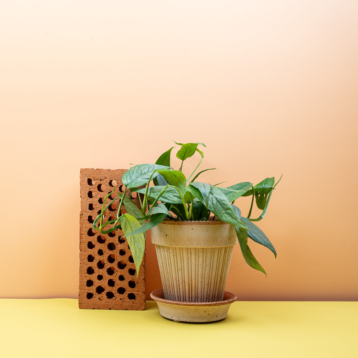 Epipremnum Cebu Blue – beliebte Sammlerpflanze