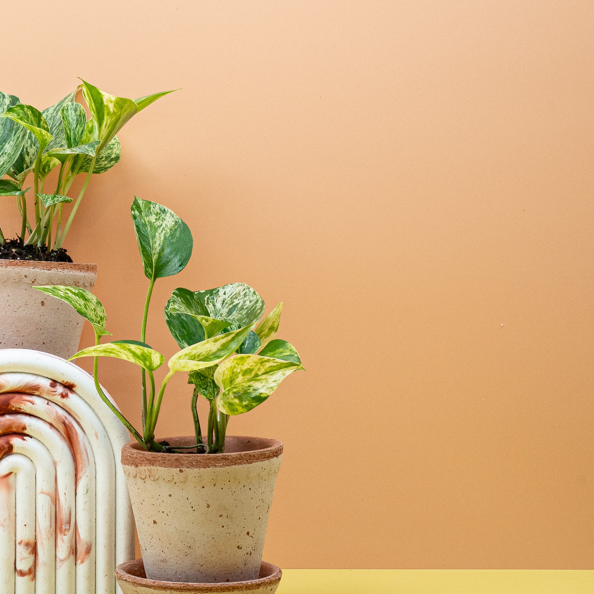 Epipremnum Marble Queen, panaschierte Hänge- und Kletterpflanze – potflourri