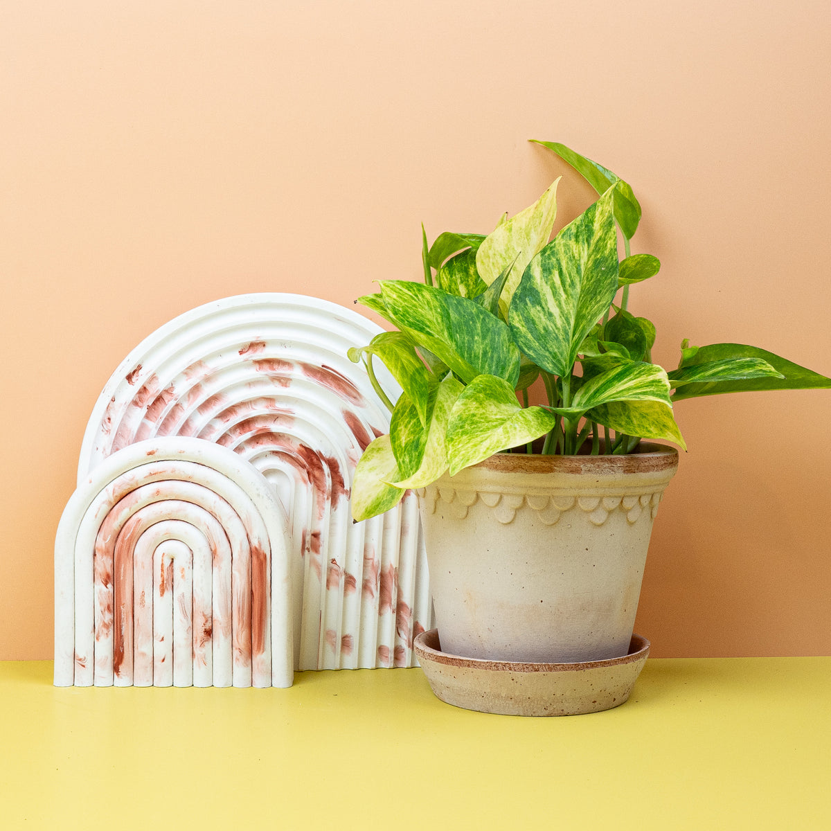 Epipremnum NJoy Gold, pflegeleichte Zimmerpflanze