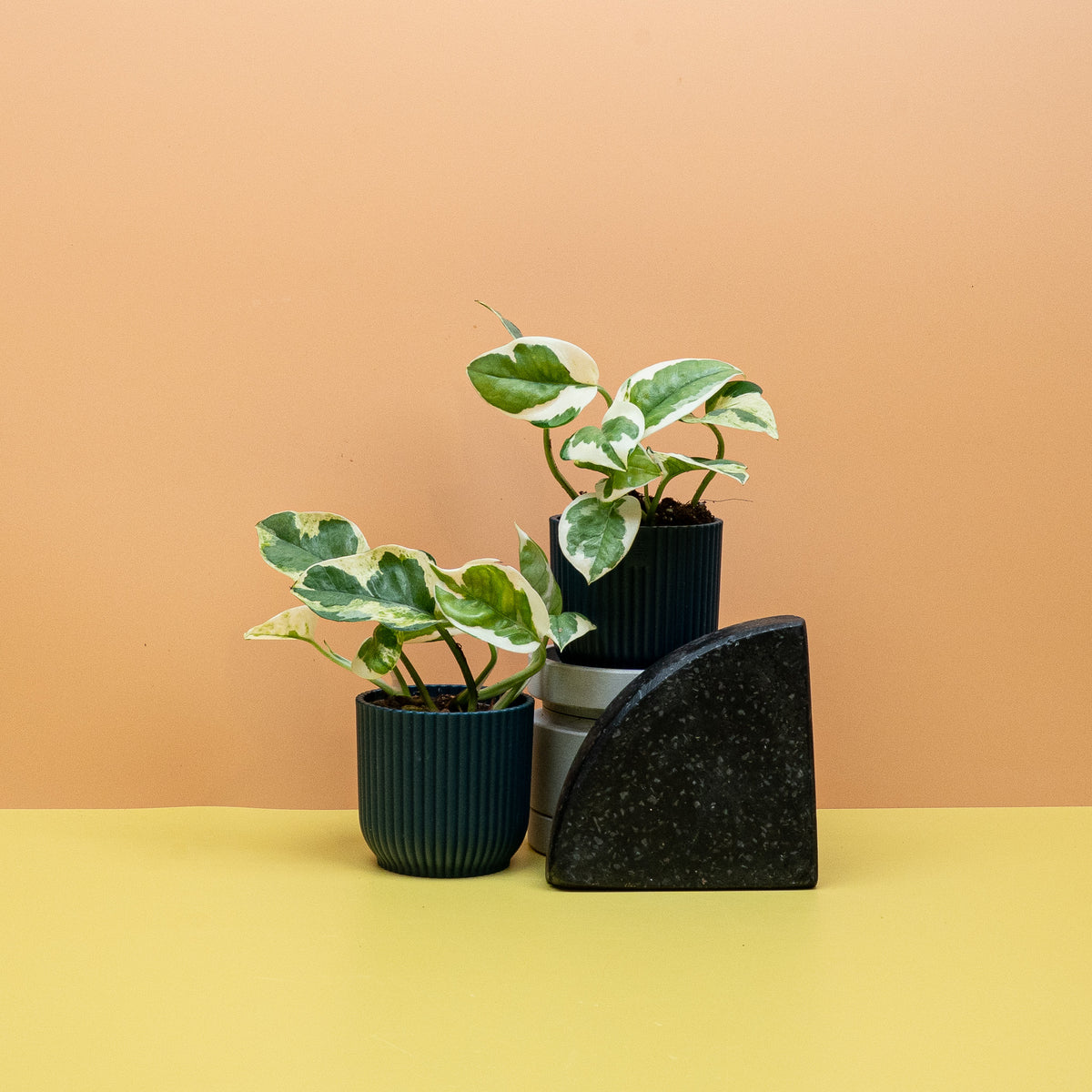 Epipremnum NJoy als kontrastreiche Zimmerpflanze