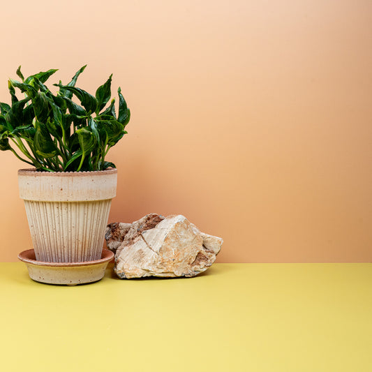 Epipremnum Shangri-La – seltene Zimmerpflanze – potflourri