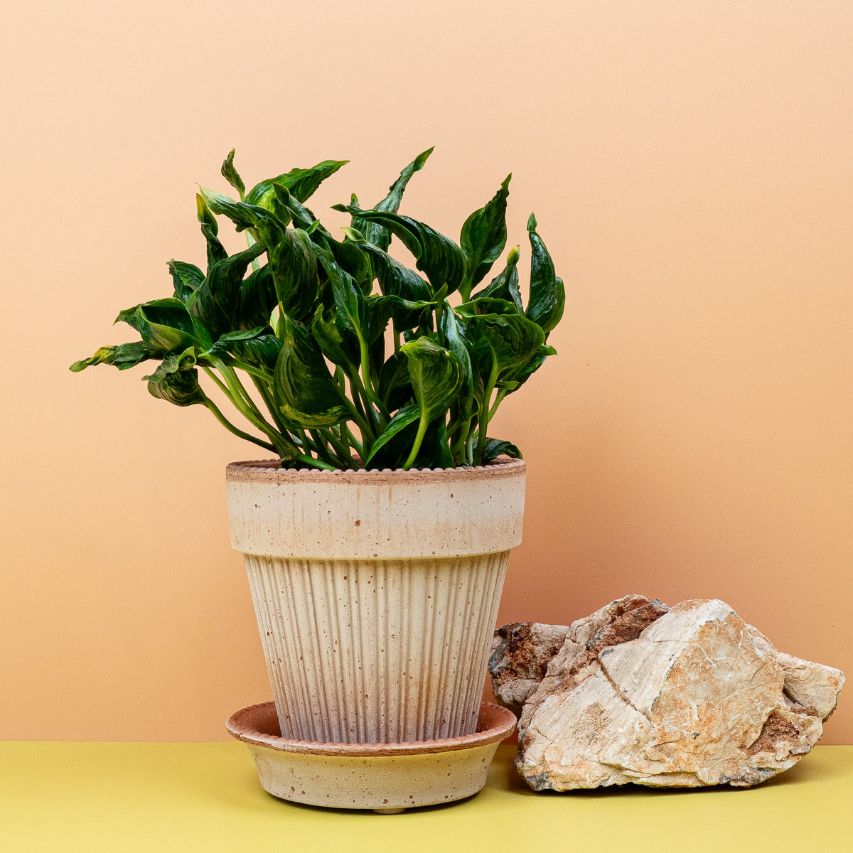 Epipremnum Shangri-La – pflegeleichte Efeutute