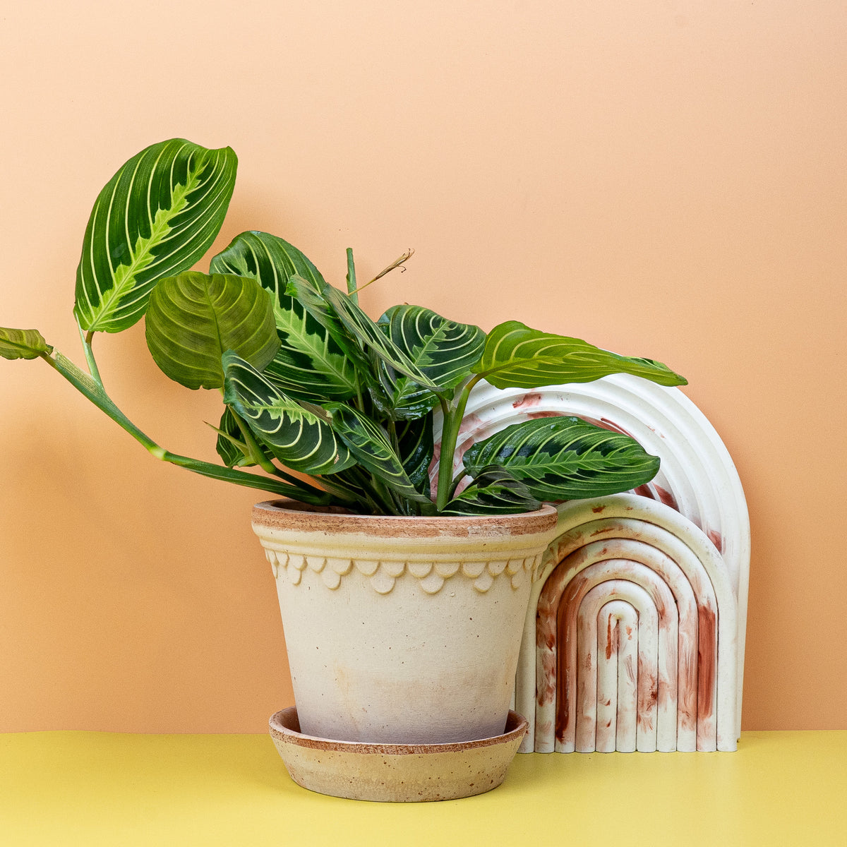 Maranta Leuconeura Lemon Lime – lebendige Blattzeichnung