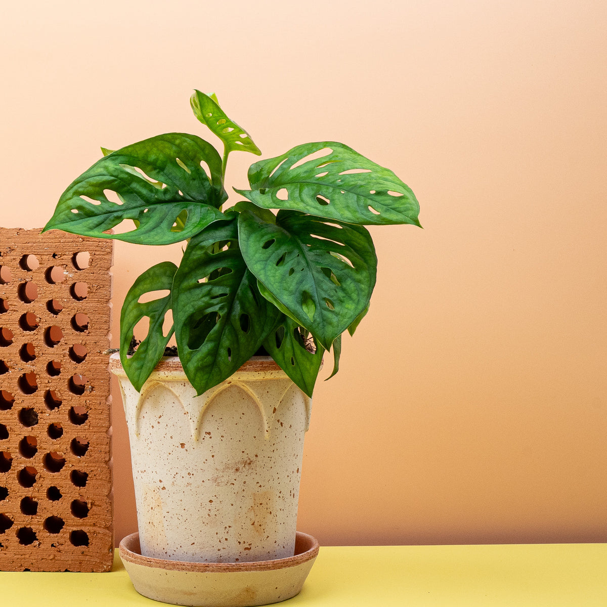 Monstera Adansonii als Kletter- und Hängepflanze – potflourri