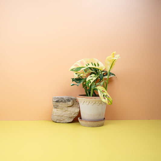 Monstera Adansonii Variegata – Zimmerpflanze mit cremeweißer Panaschierung – potflourri