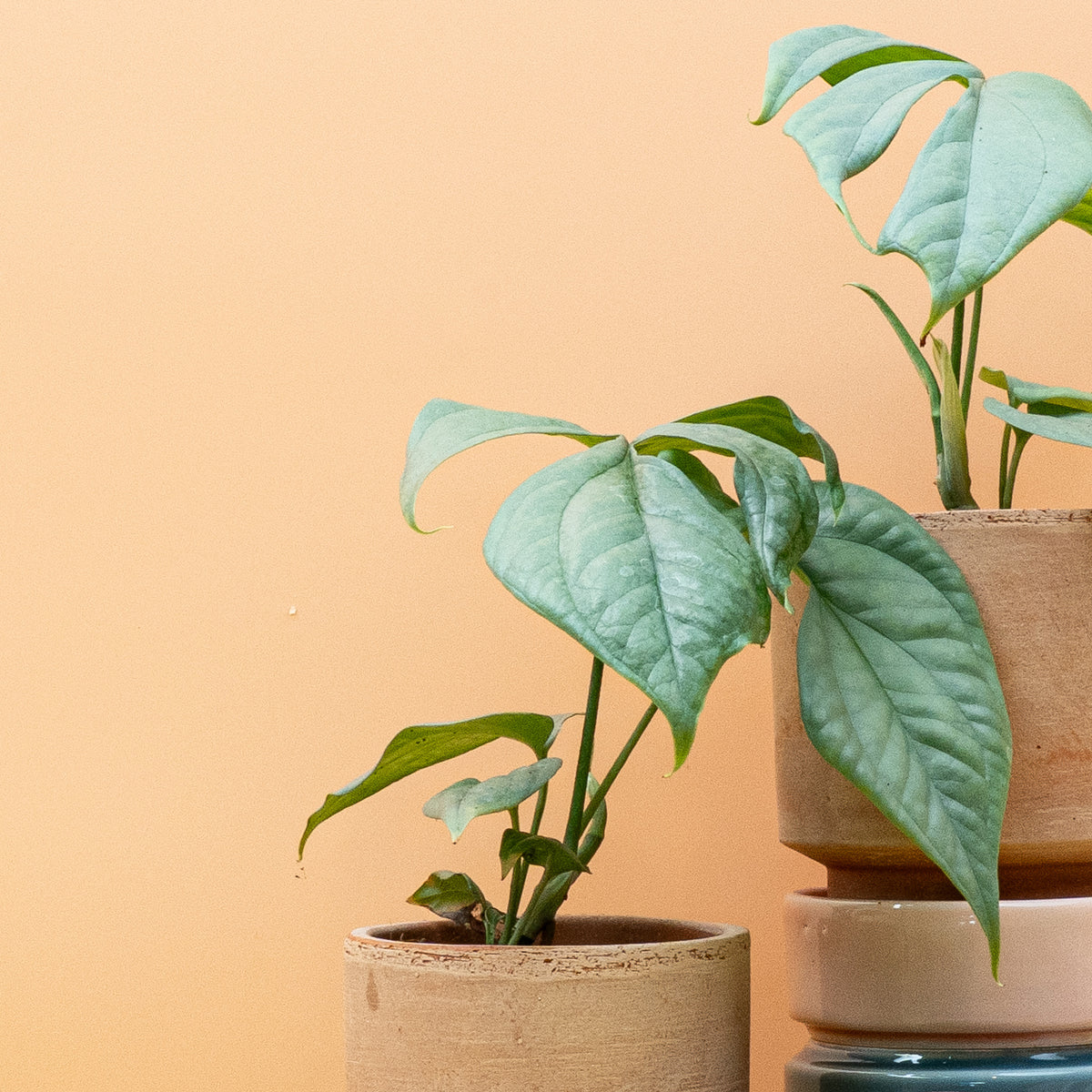 Monstera Amydrium Medium Silver, kräftiger Kletterwuchs – potflourri