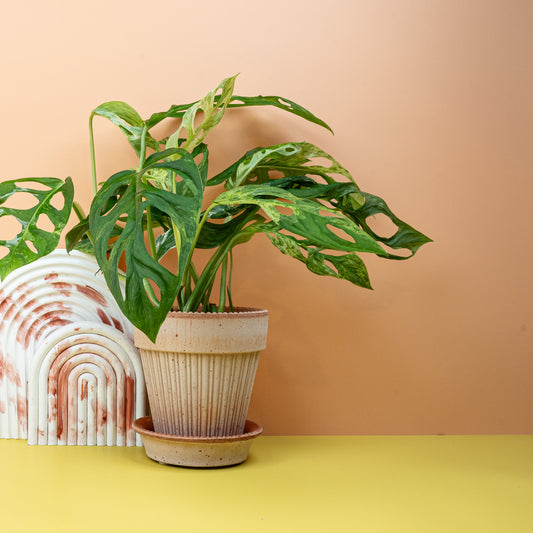 Monstera Indonesian Marble, marmorierte Blätter – potflourri