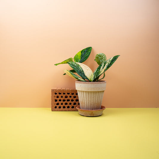 Monstera Karstenianum Variegata mit cremeweißer Panaschierung – potflourri