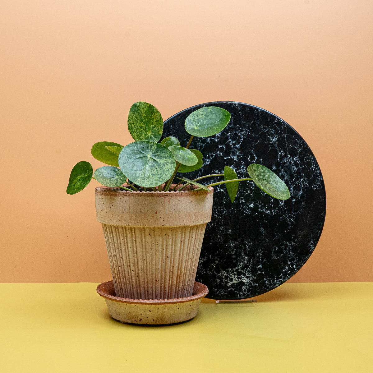 Peperomia Pilea Mojito als dekorative Zimmerpflanze