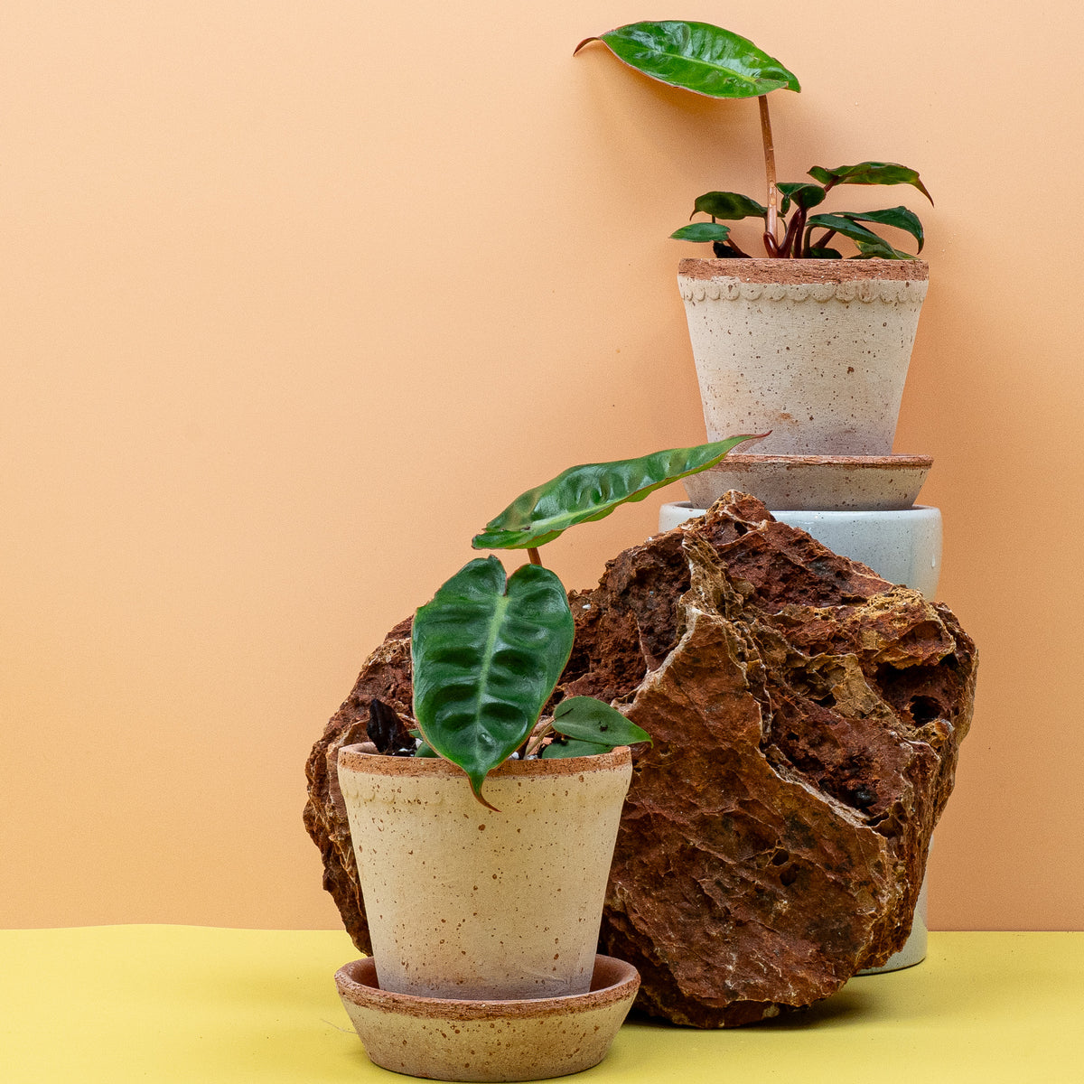 Philodendron Billietiae – langer oranger Blattstiel im Detail – potflourri