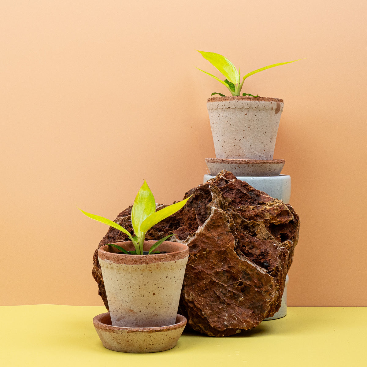 Philodendron Calkins Gold im Topf