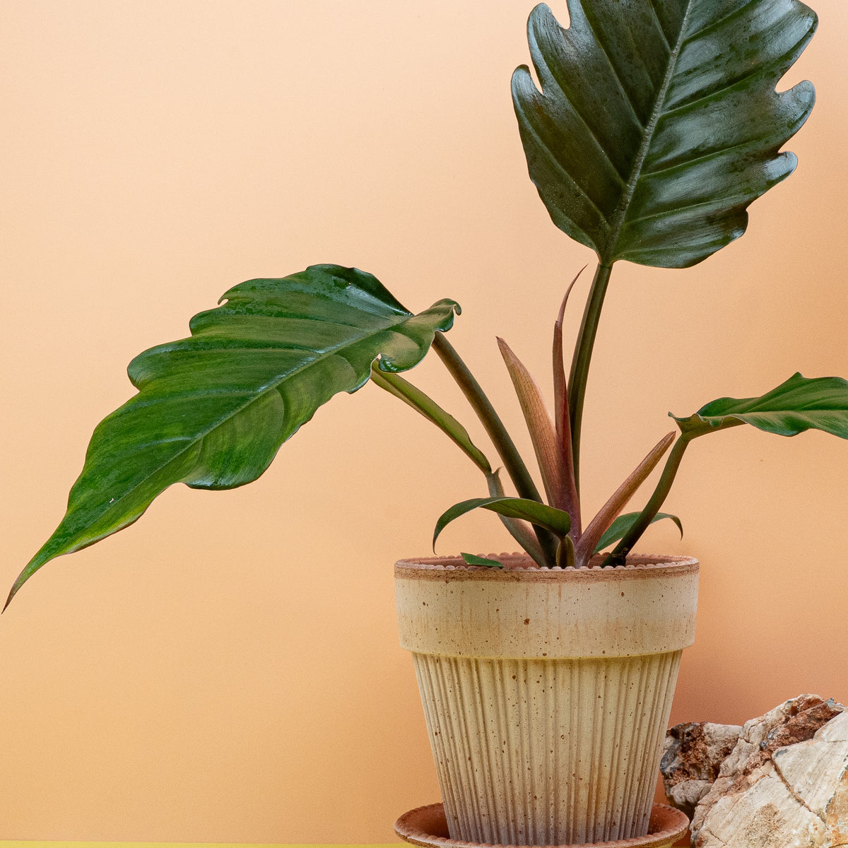 Philodendron Caramel – aufrechte, elegante Wuchsform