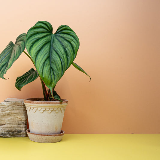 Philodendron Colombia, sattgrüne glänzende Blätter – potflourri