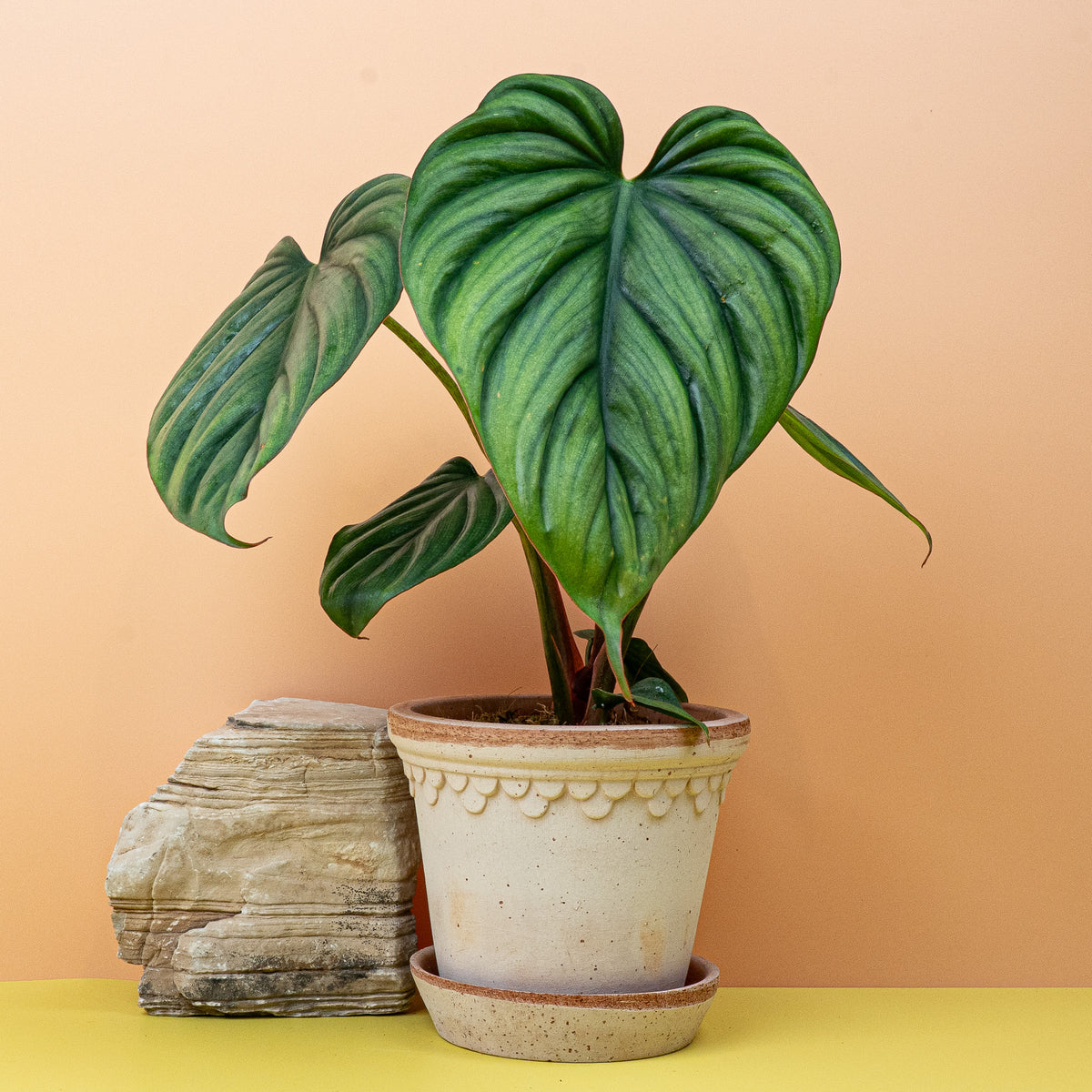 Philodendron Colombia, Gesamtansicht der Pflanze