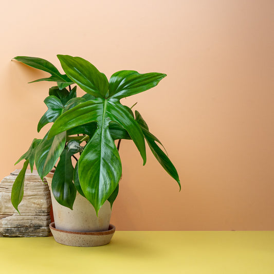 Philodendron Florida Green – Zimmerpflanze mit markanten Blättern – potflourri