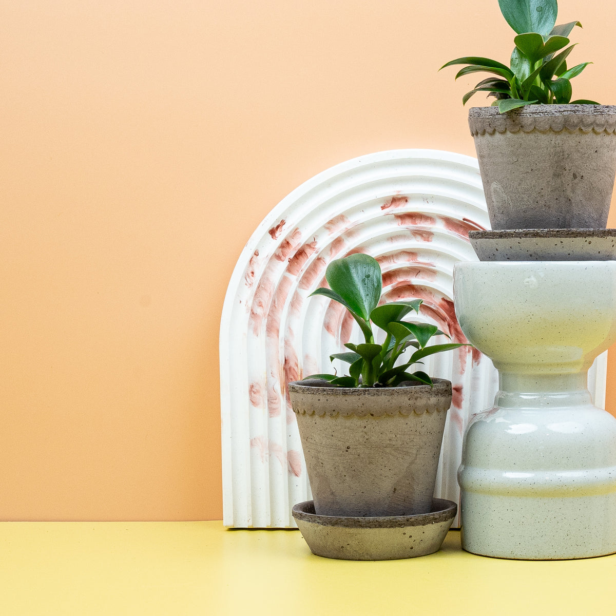 Philodendron Green Princess – ledrige Blattoberfläche, grüner Baumfreund – potflourri