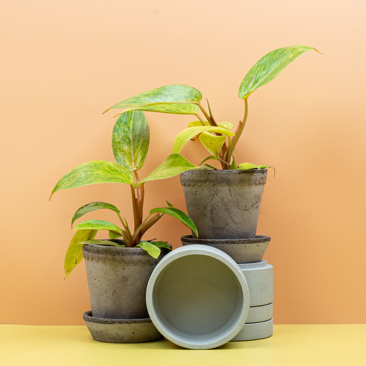 Philodendron Painted Lady – Blattmuster, jedes Blatt ein Unikat – potflourri
