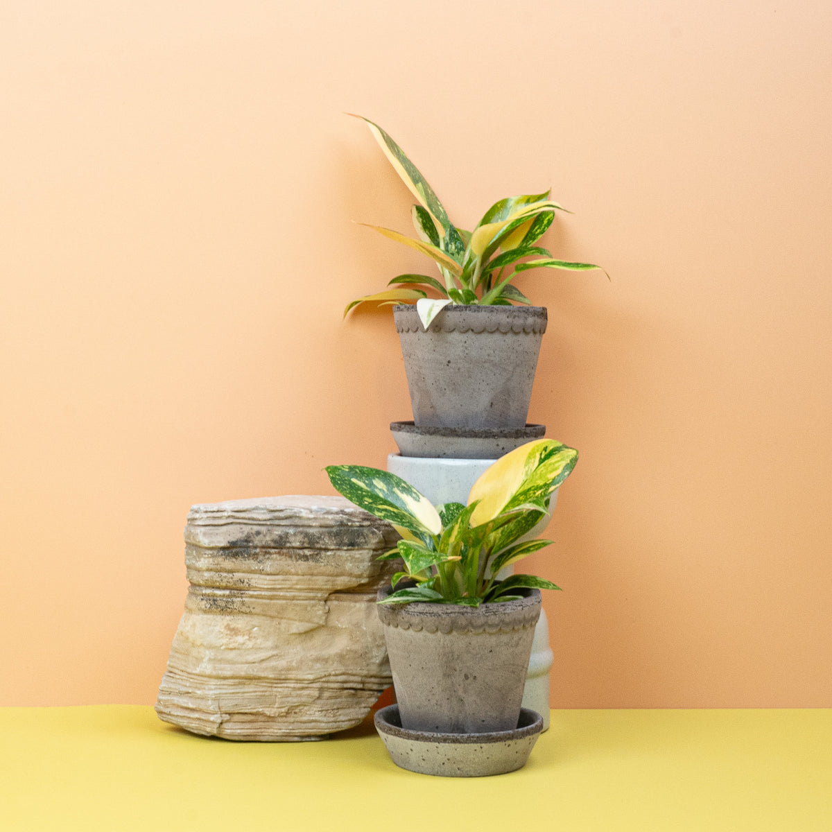 Philodendron Rojo Congo Variegata – Ansicht 10: Gesamtbild
