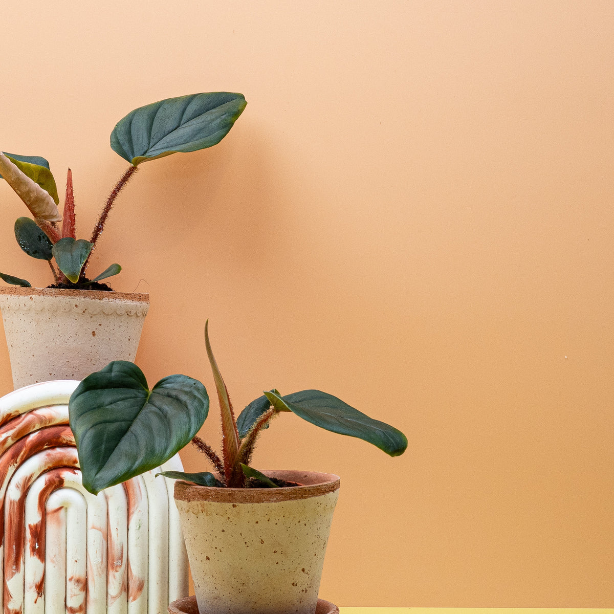 Philodendron Squamicaule – Ansicht 18