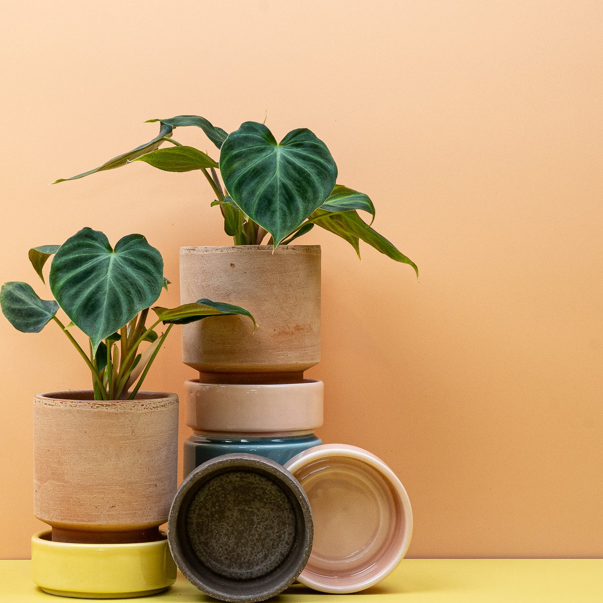 Philodendron Verrucosum – Ansicht 10