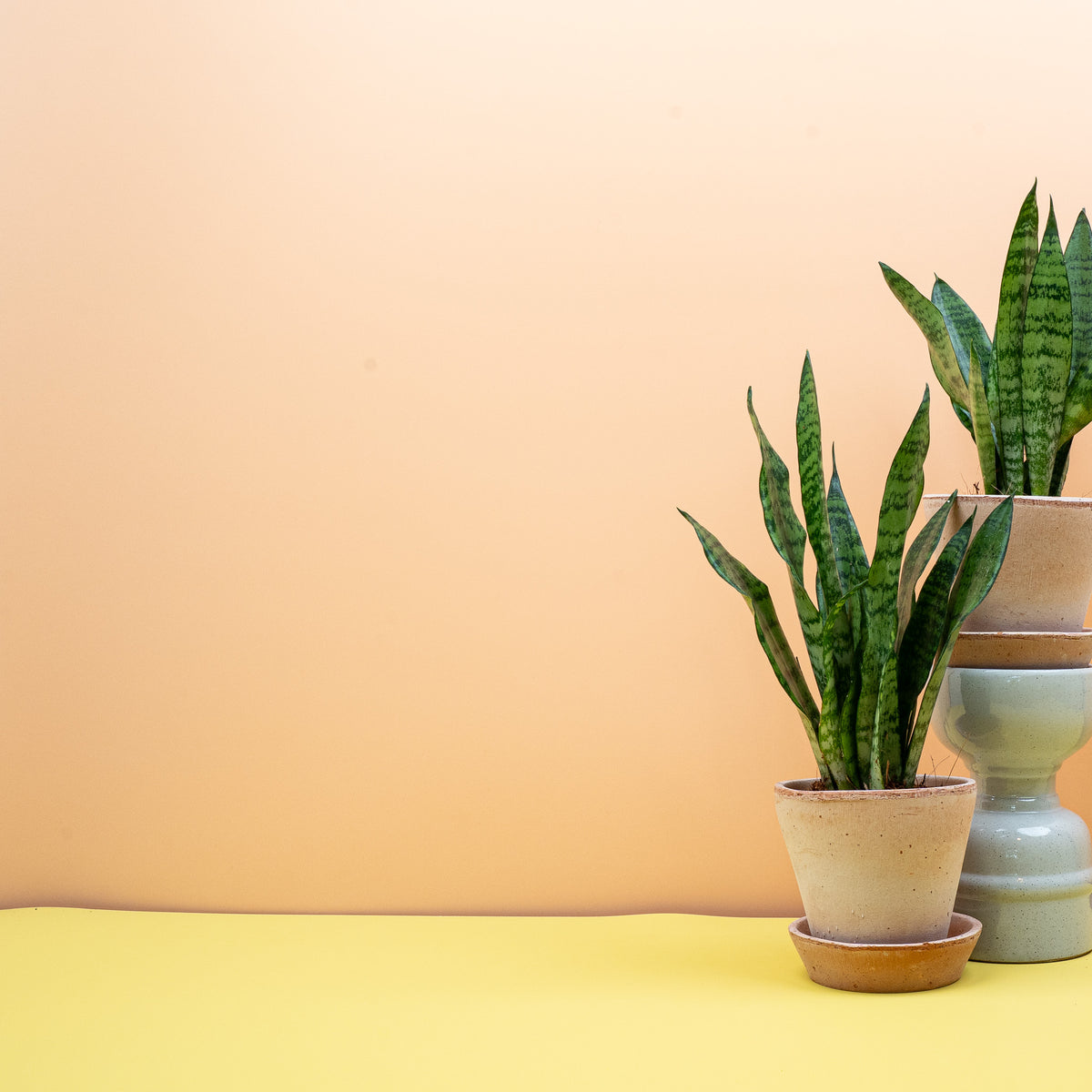 Zimmerpflanze Sansevieria Black Coral mit silbriger Bandmusterung von potflourri