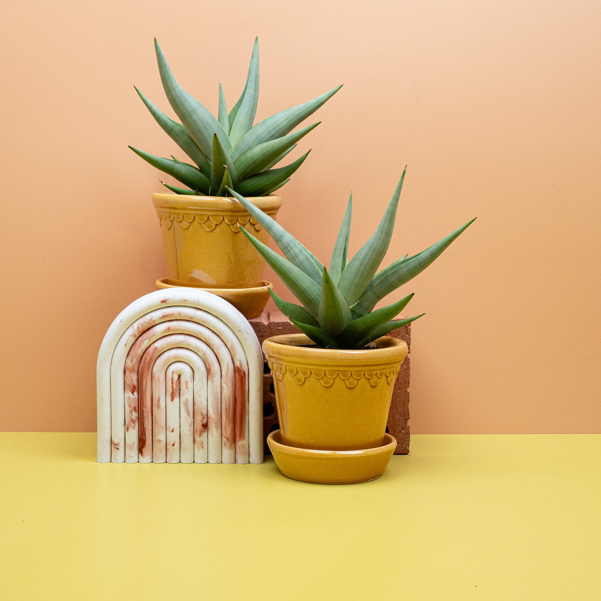 Sansevieria Chanin Crown für minimalistische Wohnkonzepte