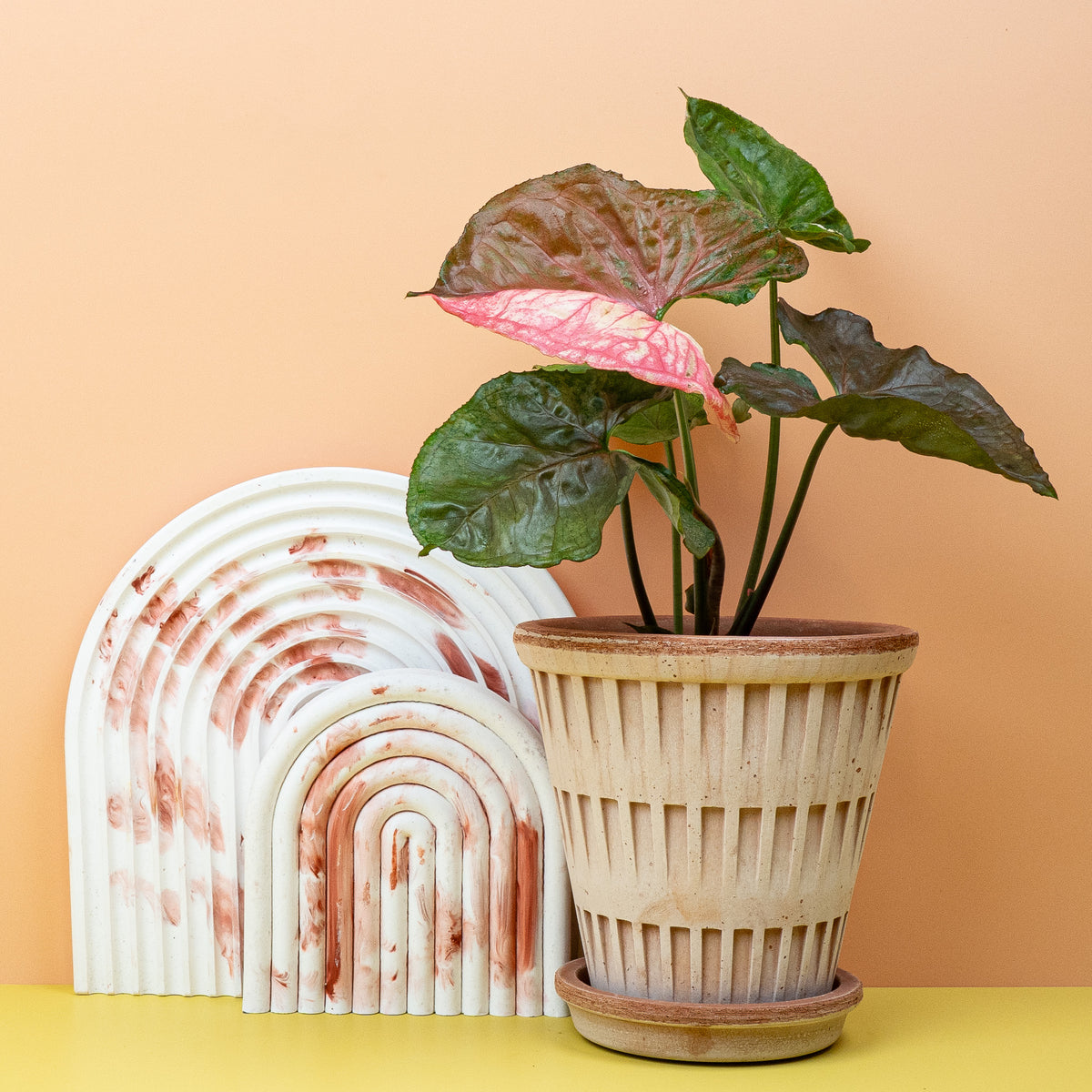 Syngonium Strawberry Ice – begehrte Sammlersorte