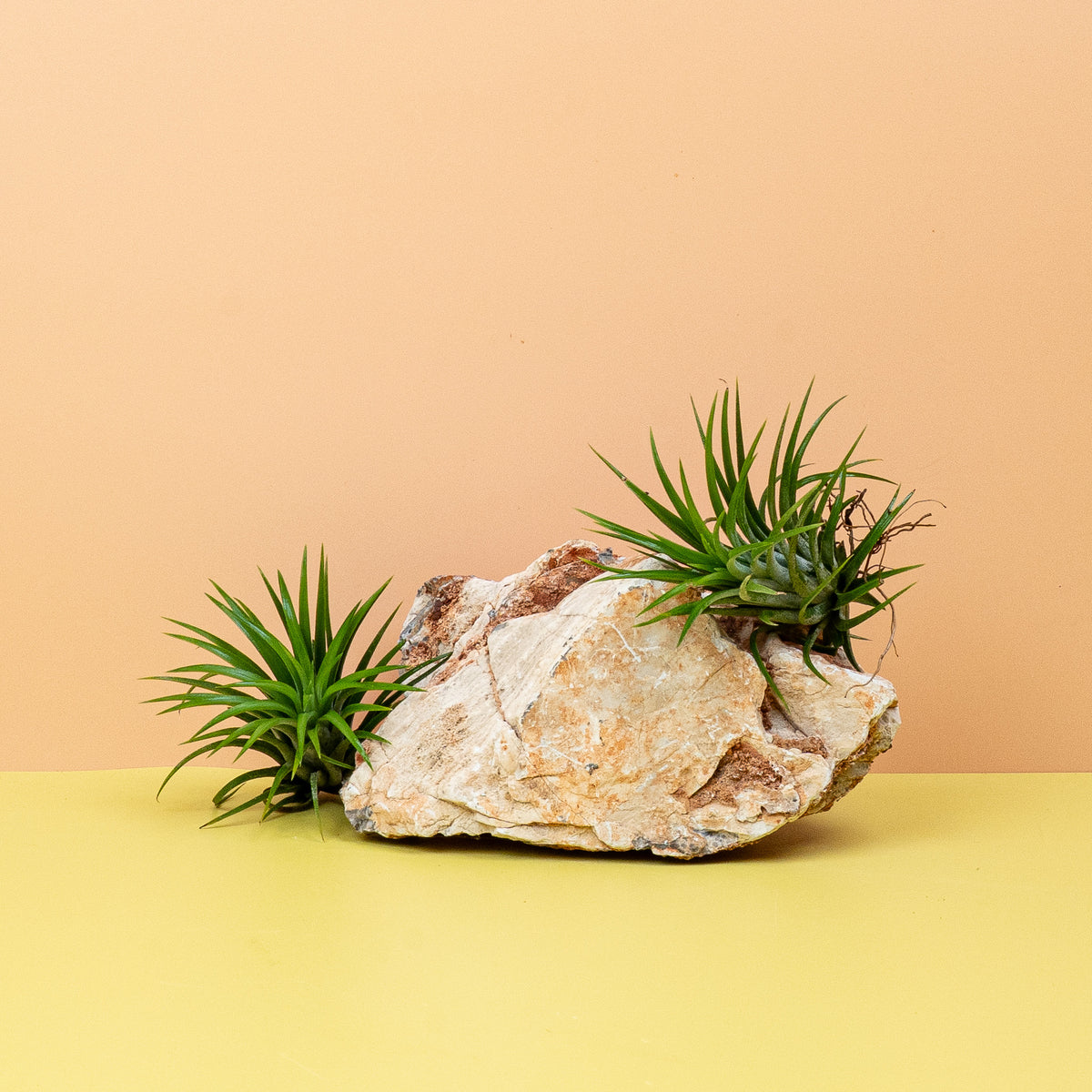 Tillandsia Ionantha Green, vielseitig einsetzbar