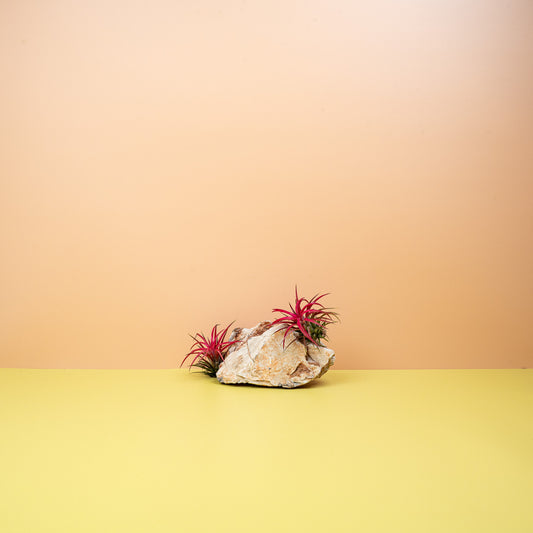 Tillandsia Ionantha Red – Luftpflanze mit rötlichen Blättern – potflourri