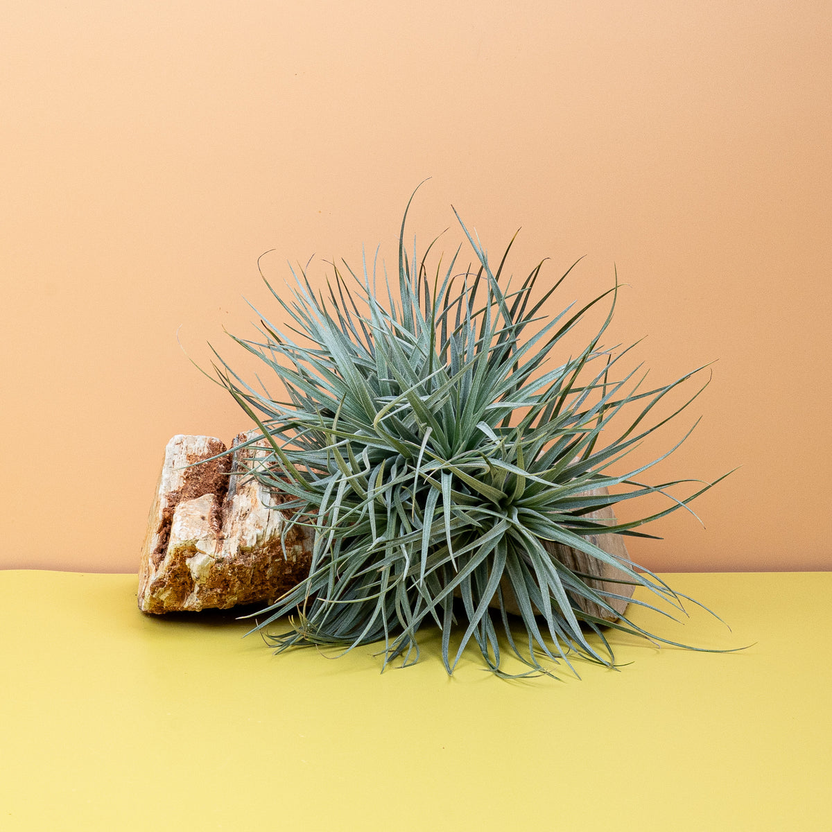 Tillandsia Silver – zarter Wuchs